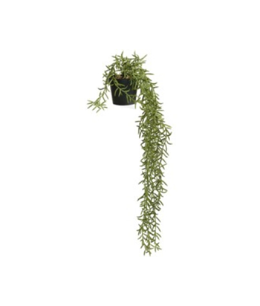 Plante Romarin Tombant En Pot