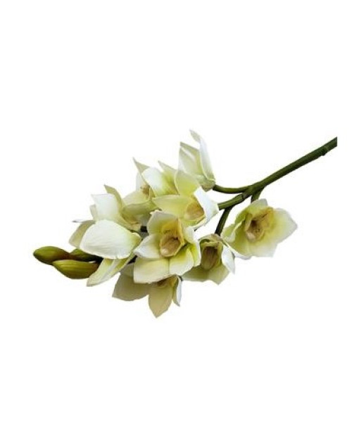 Cymbidium Orchid X9 / Buds 19