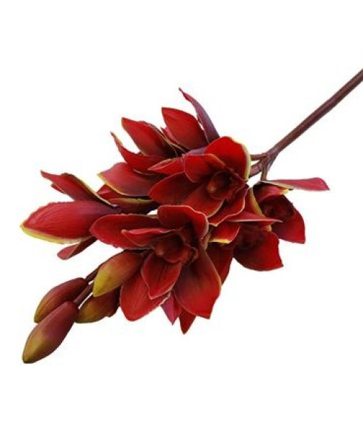 Cymbidium Orchid Buds Red