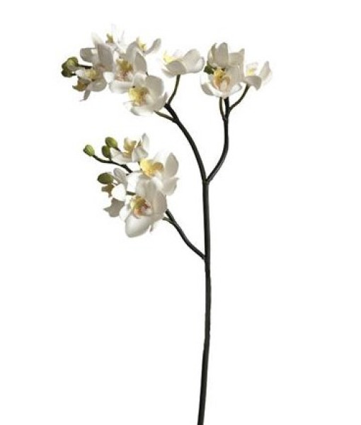 Mini Phalaenopsis Orchd White